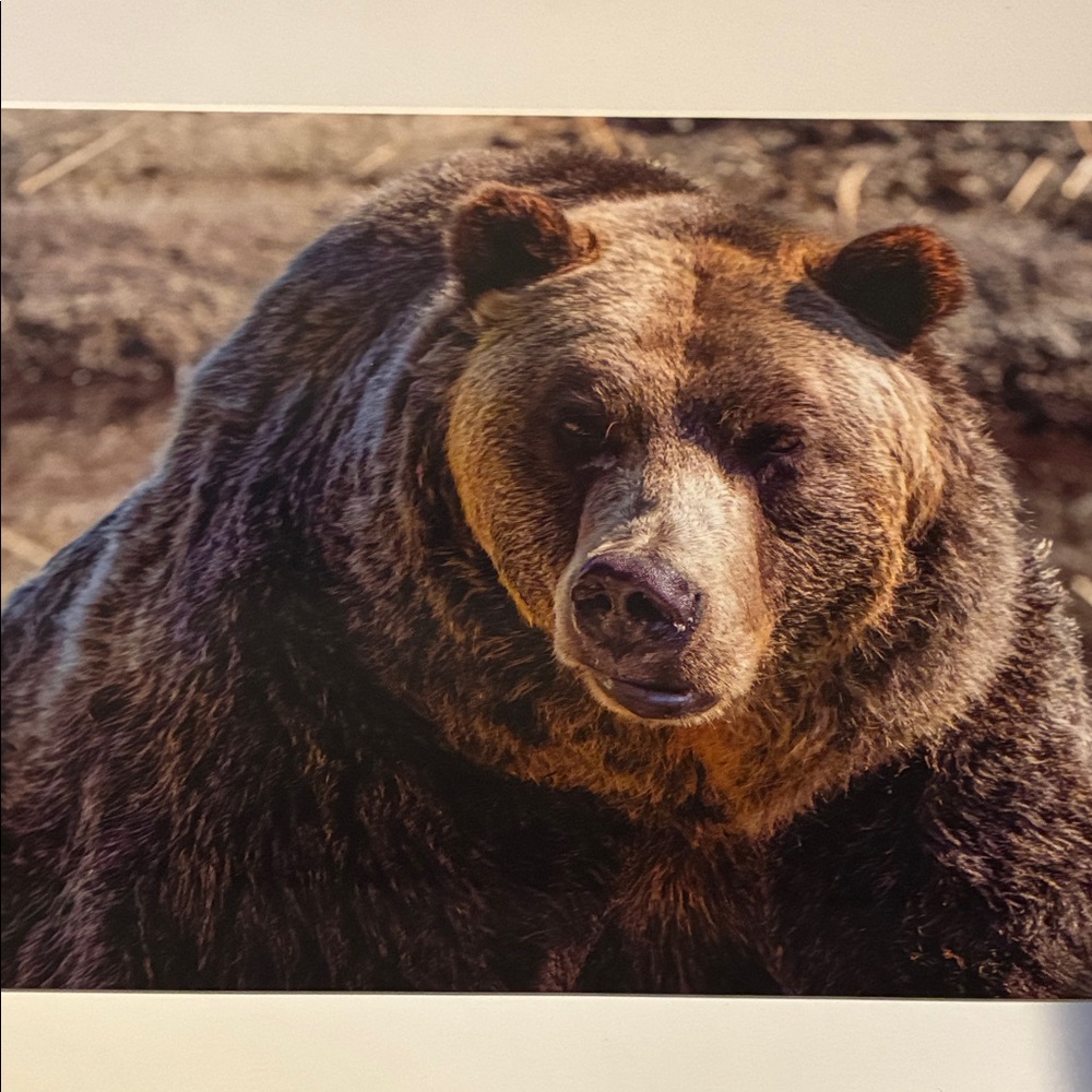 Stunning Framed Grizzly Bear Art Photograph; Wildlife; Photo Size: 9.5" x 7.5" - Picture 3 of 5